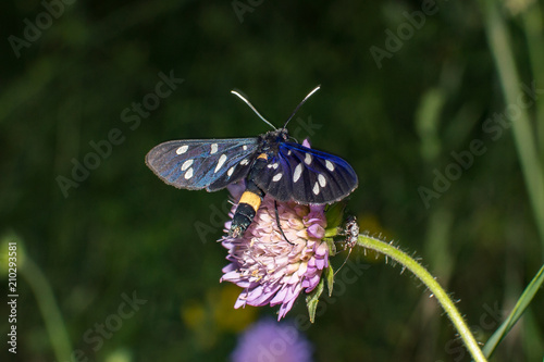 Wallpaper Mural butterfly amata phegea Torontodigital.ca