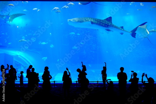 Beautiful Fish in the deep blue sea in Japan Okinawa