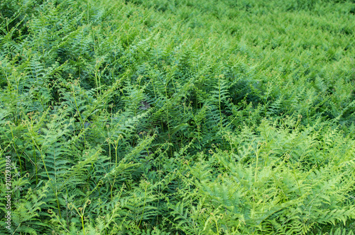 Wallpaper Mural forest of ferns Torontodigital.ca