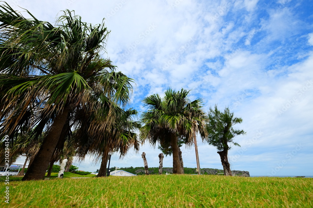 Obraz premium Beautiful sunny day blue sky and white cloud view with tree and grass in Japan Okinawa
