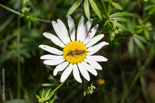 Wallpaper Mural insect on the chamomile Torontodigital.ca