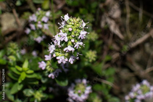 Wallpaper Mural flowers vitex agnus-castus Torontodigital.ca