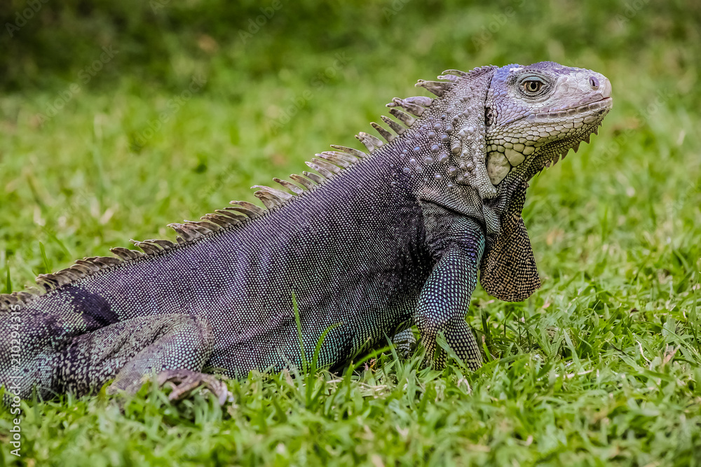 Close up of a Iguana on grass Close up of a Iguana on grass