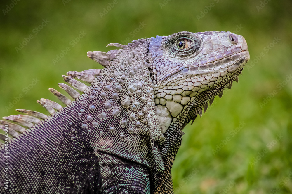 Naklejka premium Close up of a Iguana on grass
