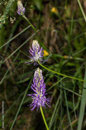 violet flower phyteuma photo