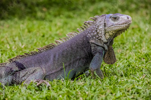 Close up of a Iguana on grass