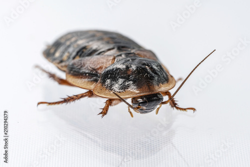 Argentinische Waldschabe