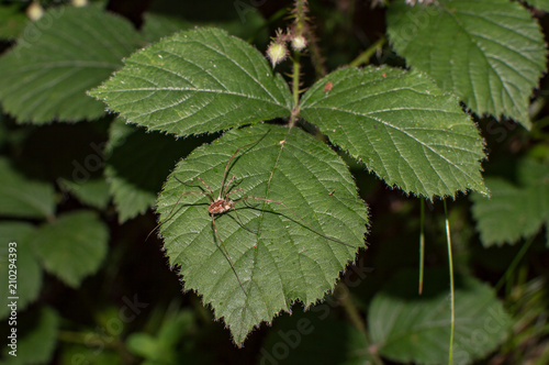 Wallpaper Mural spider opiliones on the leaf  Torontodigital.ca