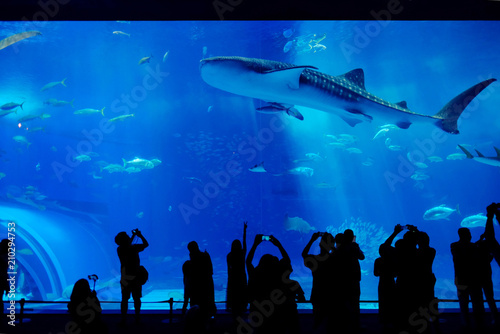 Beautiful Fish in the deep blue sea in Japan Okinawa