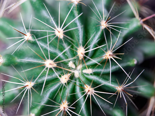 Cactus. Golden barrel cactus