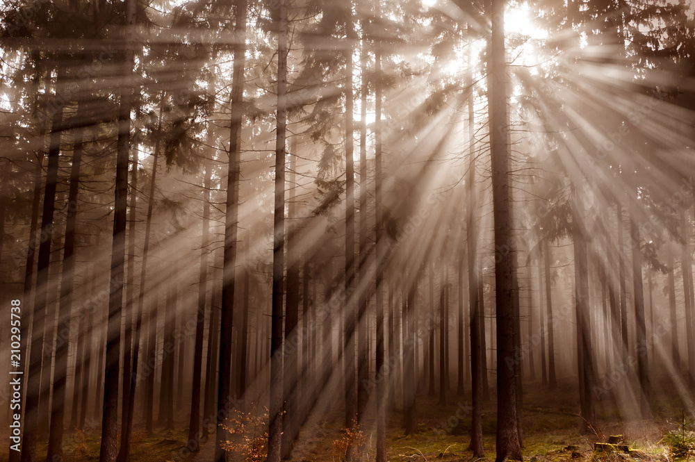 Obraz premium Ein Nadelwald wird von dem Sonnenlicht durchflutet