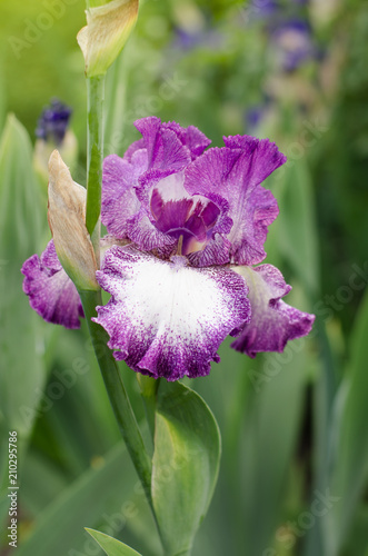 Beautiful violet Fleur De-lis flower, Iris blooming in the garden. photo