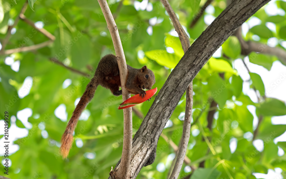 Squirrel Eating Red Flower Bud on a Tree Branch Squirrel Eating Red Flower Bud on a Tree Branch