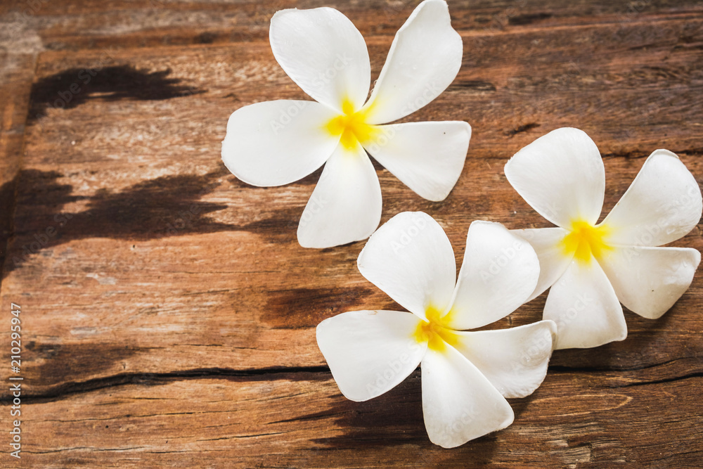 White Frangipai (Plumeria) flowers on wooden floor background White Frangipai (Plumeria) flowers on wooden floor background