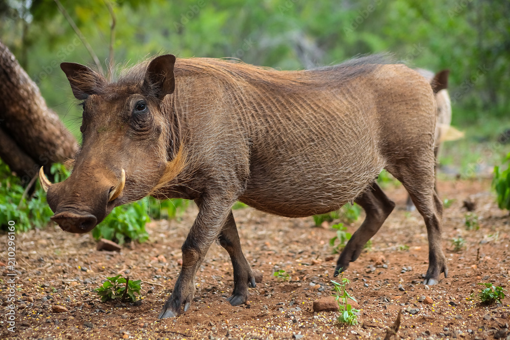 Close up of a wild African Warthog Close up of a wild African Warthog