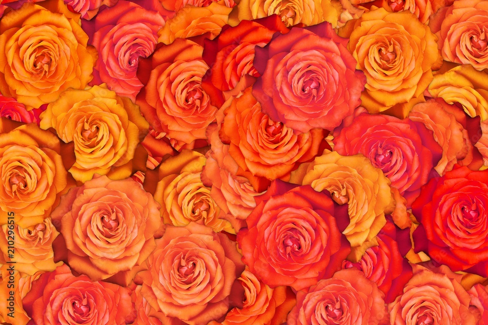 Naklejka premium Many blooming red rose flower abstract bright background.