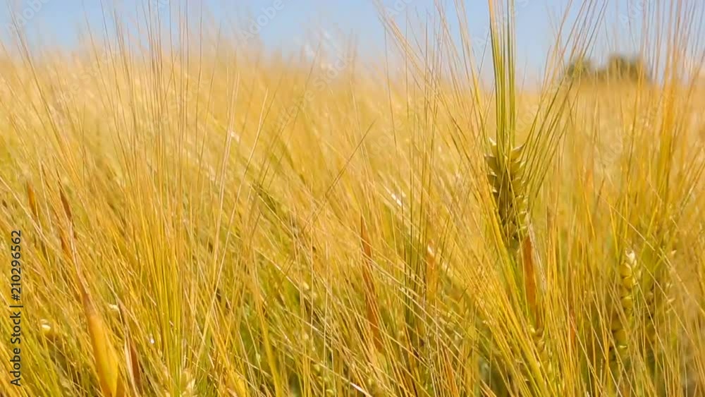 Yellow spike close-up in the field, swinging wind. The harvest of wheat Yellow spike close-up in the field, swinging wind. The harvest of wheat