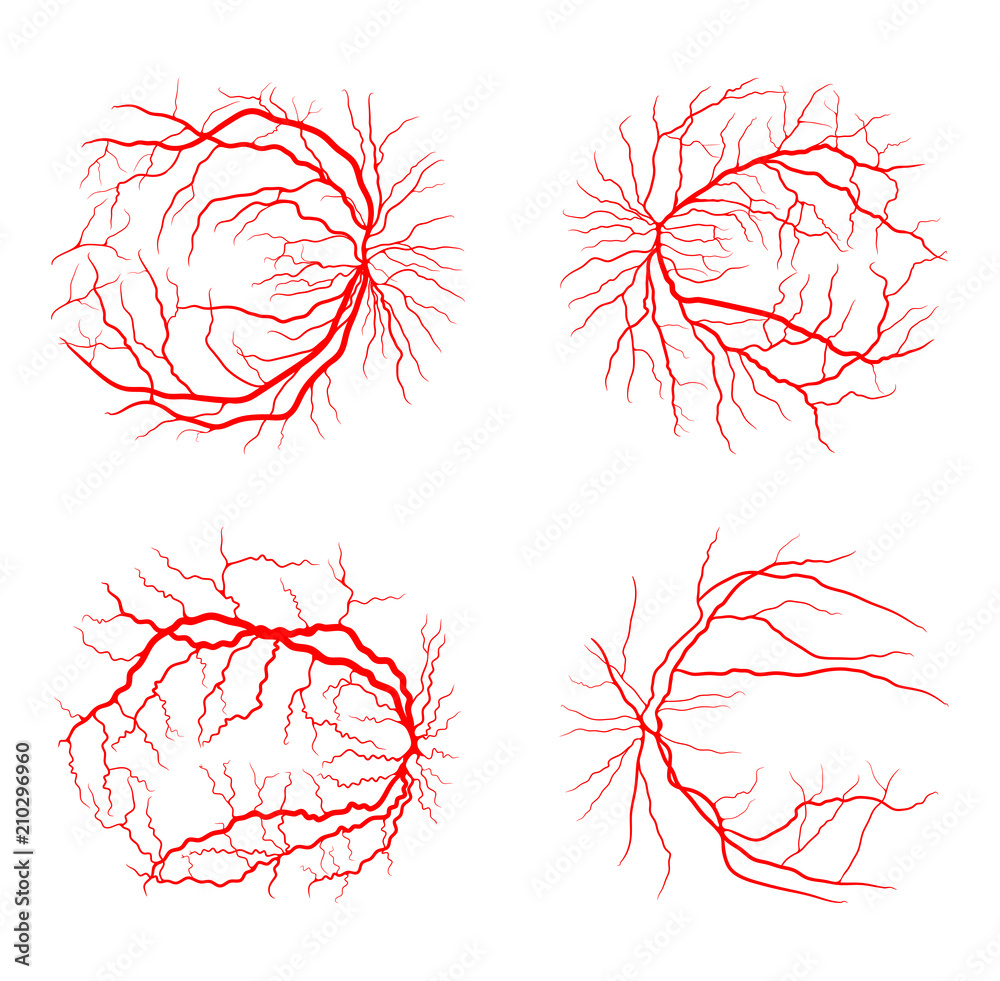 eye vein set system x ray angiography vector design isolated on white