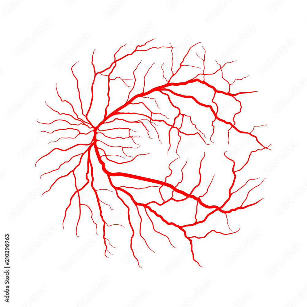 eye vein system x ray angiography vector design isolated on white