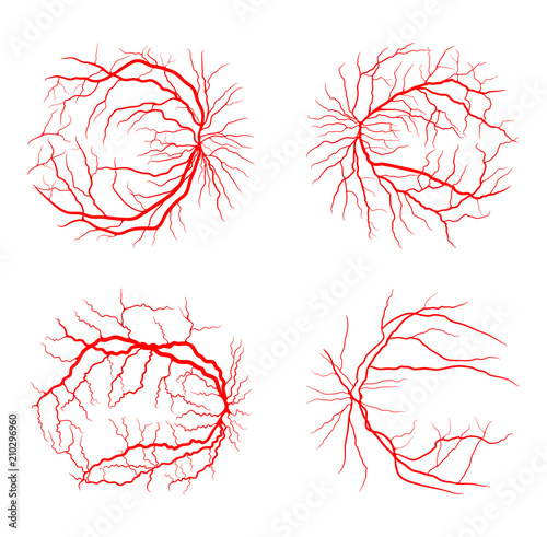 eye vein set system x ray angiography vector design isolated on white photo