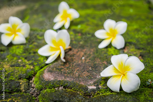 White Frangipani (Plumeria) flowers with green moss on the brick road in morning sun. © Sitthikorn