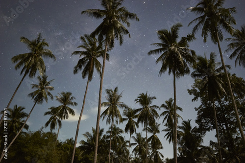Night starry sky over palm trees 