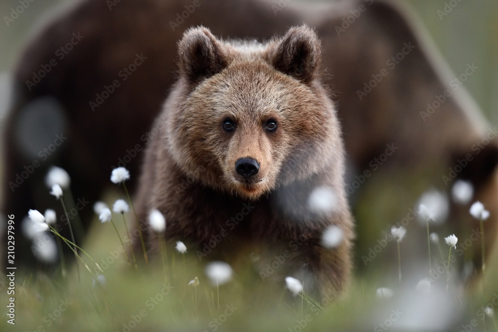 Obraz premium Brown bear cub with mother bear in a background