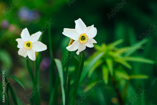 Two beautiful white flowers of narcissus with yellow center on green sunlight background close up. Small daffodils in macro with copy space in greenery. Bright sunny backdrop with romantic plants.