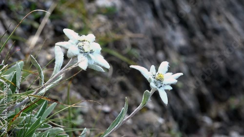 Close up shot of a beautiful Edelweiss (Leontopodium alpinum) flower blooming on the slopes of the Austrian Alps near Kals am Grossglockner in the Hohe Tauern nature reserve. photo