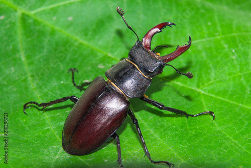 Stag beetle Lucanus cervus © eliosdnepr