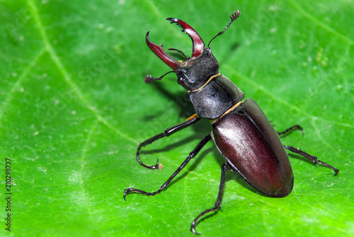 Stag beetle Lucanus cervus © eliosdnepr
