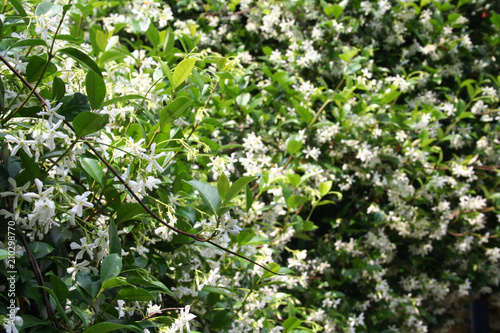White climber star Jasmin in bloom. Trachelospermum jasminoides