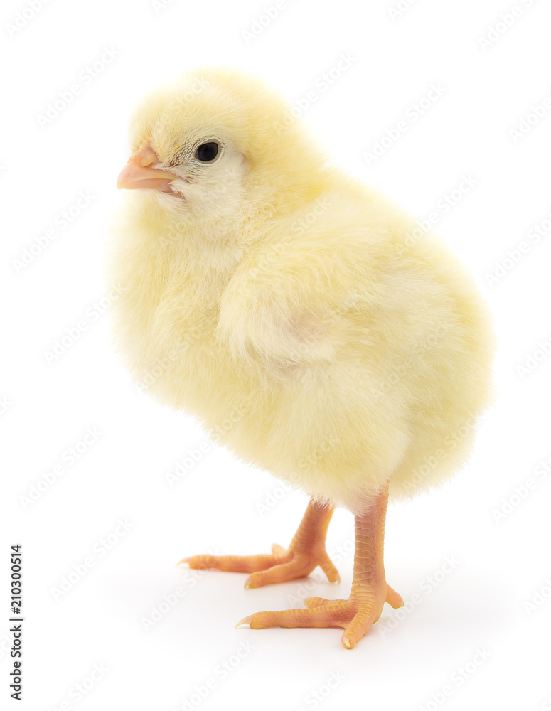 Small yellow chicken. Small yellow chicken.