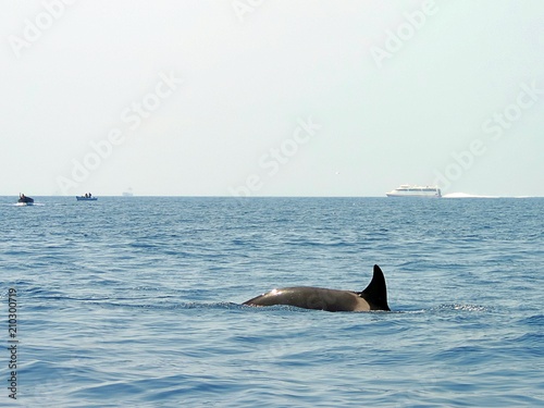 Group of orcas (Orcinus orca) photographed in the Mediterranean Sea, off the coast of Tarifa, Cadiz, Spain.