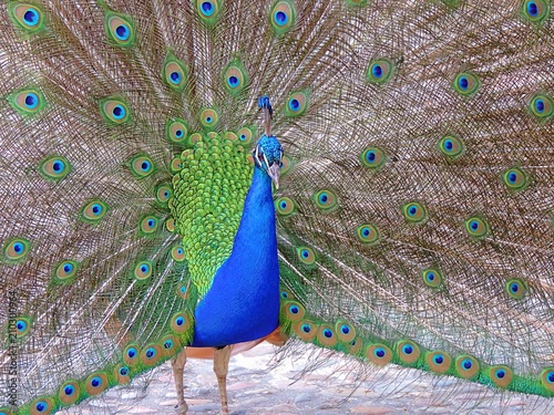 Plumage of a peacock male (Pavo cristatus)