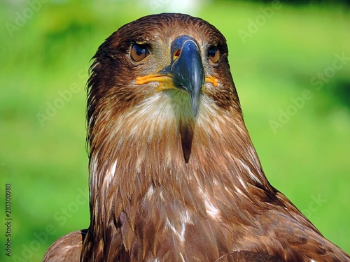 Portrait of White-tailed Eagle (Haliaeetus albicilla).Animal photographed under controlled conditions in the zoo of Cabárceno, Cantabria (Spain)