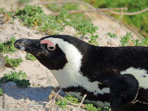 African penguin (Spheniscus demersus) at Boulders Beach, South Africa