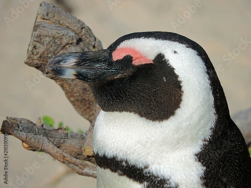 Portrait of African penguin (Spheniscus demersus) at Boulders Beach, South Africa