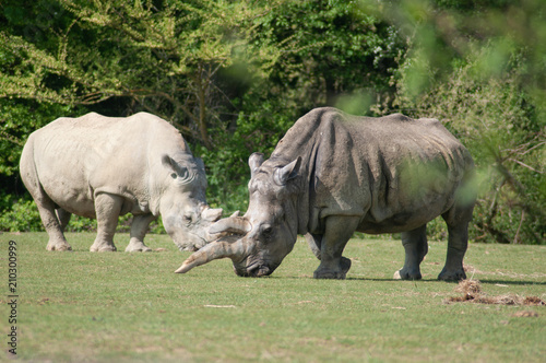 Rhinocéros à Planète sauvage