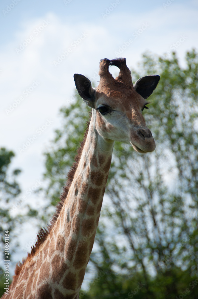 Naklejka premium Girafe à Planète sauvage