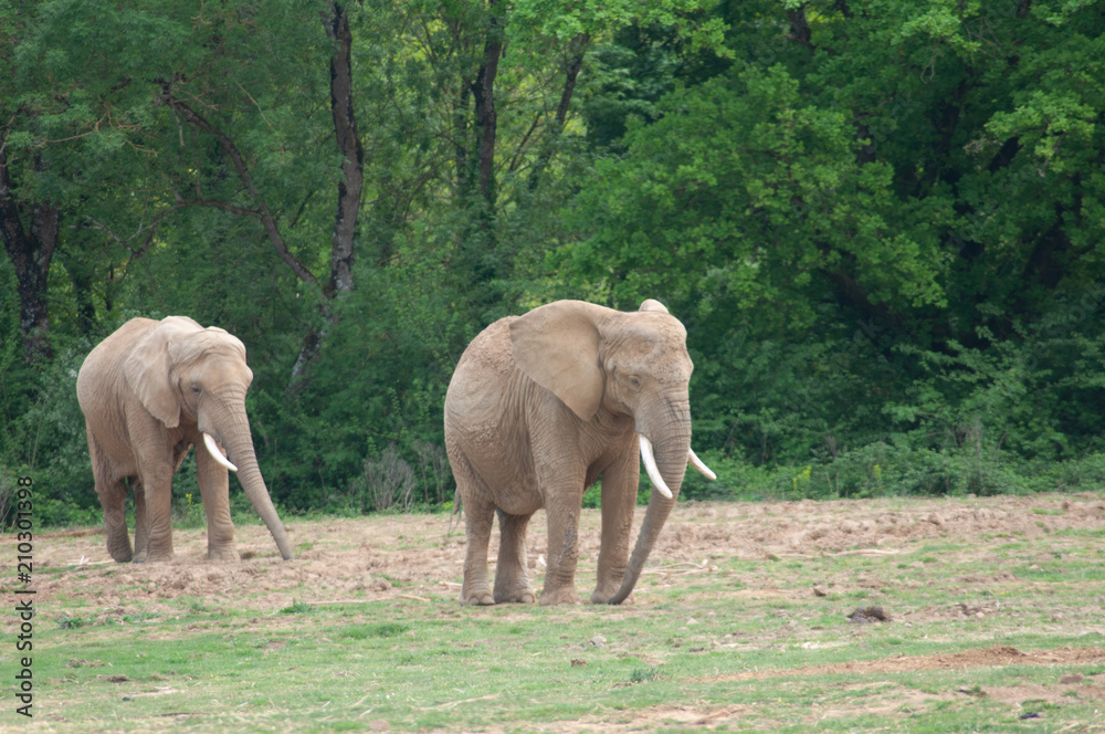 Fototapeta premium Elephants à Planète sauvage