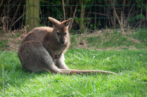 Kangourou à Planète sauvage