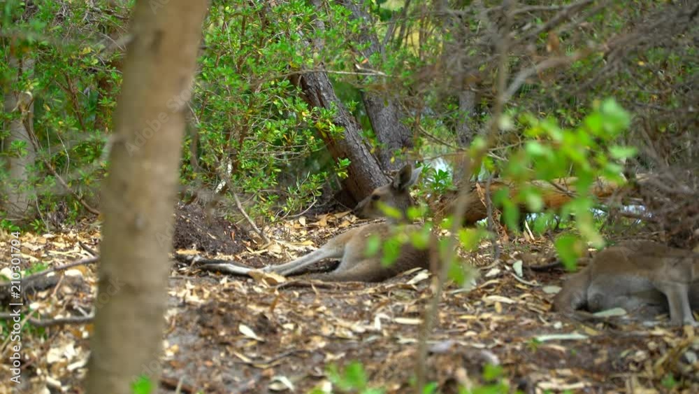 Kangaroo laying down in the shade of the Park Australia Kangaroo laying down in the shade of the Park Australia