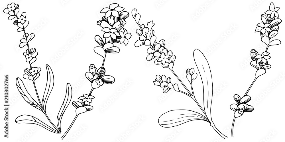 Lavender  flower in a vector style isolated. Full name of the plant: lavender. Vector flower for background, texture, wrapper pattern, frame or border.