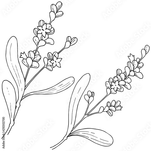 Lavender  flower in a vector style isolated. Full name of the plant: lavender. Vector flower for background, texture, wrapper pattern, frame or border.