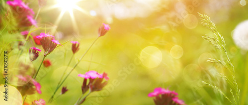 art abstract spring background or summer background with fresh grass and flowers