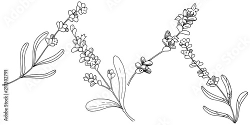 Lavender  flower in a vector style isolated. Full name of the plant: lavender. Vector flower for background, texture, wrapper pattern, frame or border.