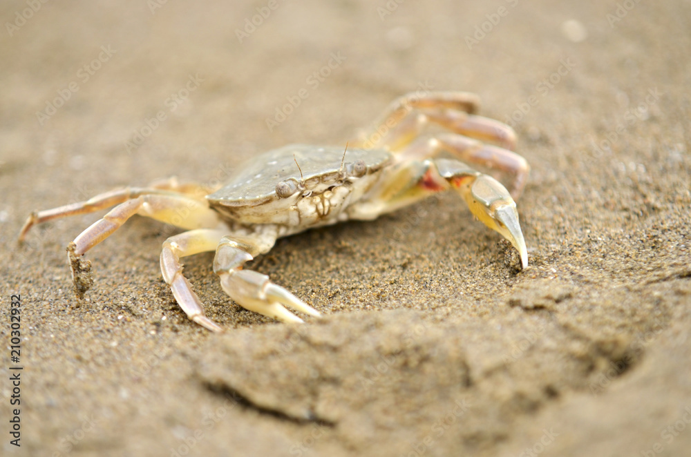 a beach crab runs at low tide along the beach