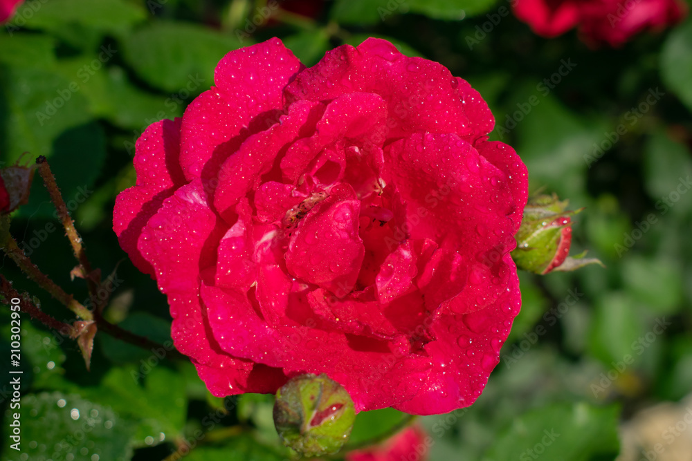 rose flower in garden rose flower in garden