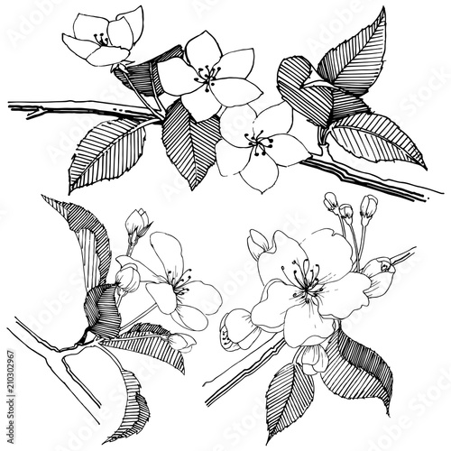 Apple tree in a vector style isolated. Full name of the plant: apple tree. Vector flower for background, texture, wrapper pattern, frame or border.
